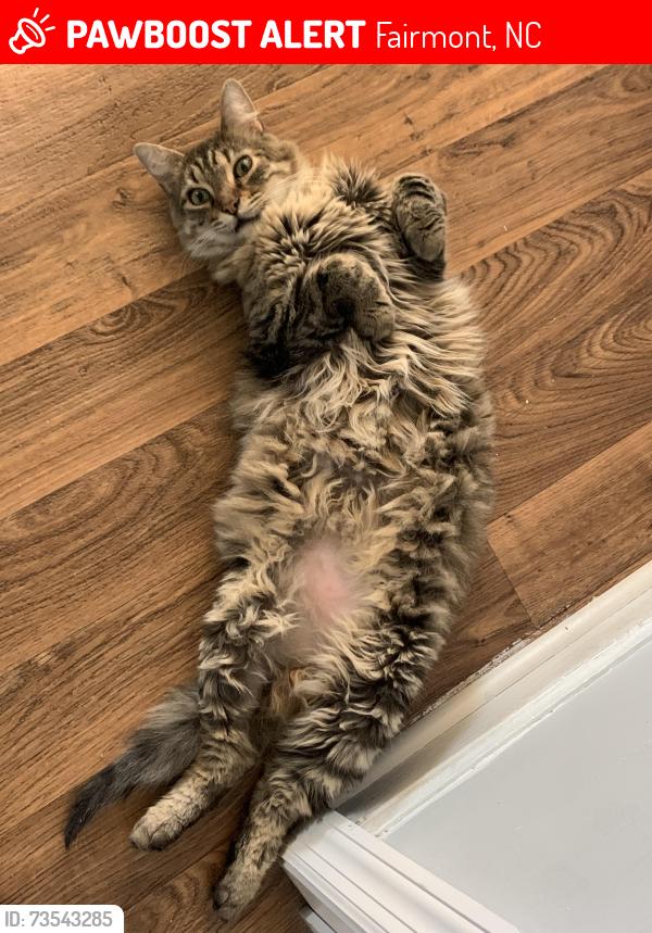 Lost Male Cat last seen in my front yard, Fairmont, NC 28340