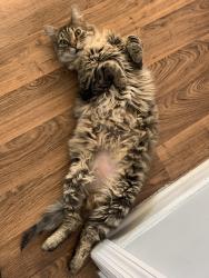 Lost Male Cat last seen in my front yard, Fairmont, NC 28340