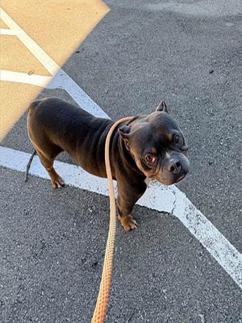 Shelter Stray Female Dog last seen Near BLOCK N 27TH ST, 3528 Newburg Rd, Louisville, KY 40218, USA