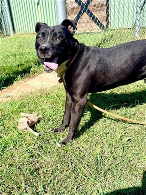 Shelter Stray Male Dog last seen Near BLOCK ZORN AVE, 3528 Newburg Rd, Louisville, KY 40218, USA
