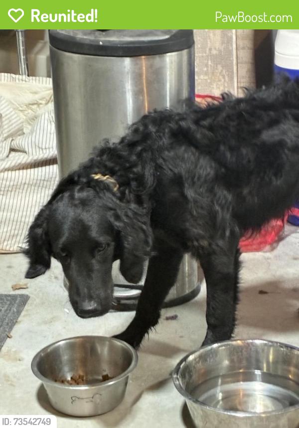 Reunited Male Dog last seen Reno and Dobbs, Reno, NV 89501