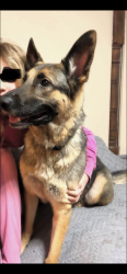 Lost Male Dog last seen CR 4764 Boyd, Tx, Boyd, TX 76023