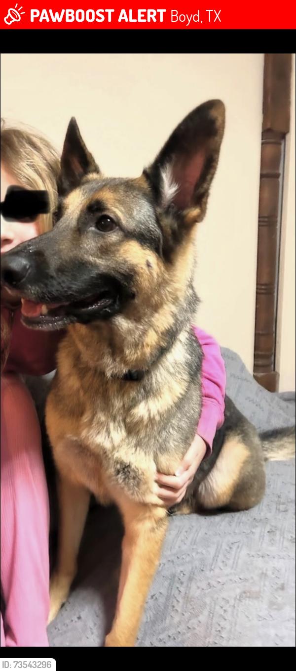 Lost Male Dog last seen CR 4764 Boyd, Tx, Boyd, TX 76023