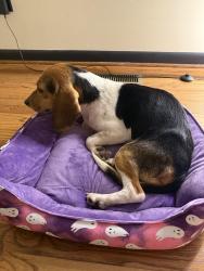 Found/Stray Female Dog last seen I-95 N near St. Paul’s exit, Saint Pauls, NC 28384