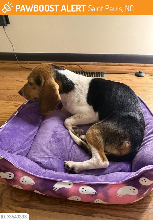 Found/Stray Female Dog last seen I-95 N near St. Paul’s exit, Saint Pauls, NC 28384