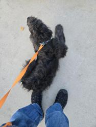 Reunited Unknown Dog last seen Eagle and Fairview, Meridian, ID 83642