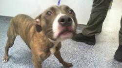 Shelter Stray Male Dog last seen CHARLOTTE, 8315 Byrum Dr, Charlotte, NC 28217, USA