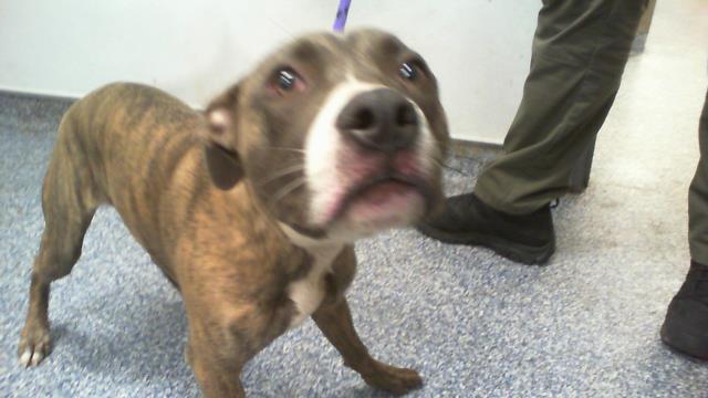 Shelter Stray Male Dog last seen CHARLOTTE, 8315 Byrum Dr, Charlotte, NC 28217, USA