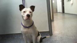 Shelter Stray Female Dog last seen CHARLOTTE, 8315 Byrum Dr, Charlotte, NC 28217, USA