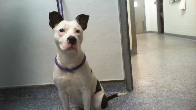 Shelter Stray Female Dog last seen CHARLOTTE, 8315 Byrum Dr, Charlotte, NC 28217, USA