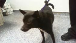 Shelter Stray Female Dog last seen CHARLOTTE, 8315 Byrum Dr, Charlotte, NC 28217, USA