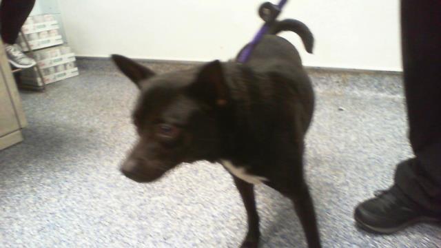 Shelter Stray Female Dog last seen CHARLOTTE, 8315 Byrum Dr, Charlotte, NC 28217, USA