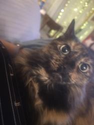 Reunited Female Cat last seen Near brockley backyard, Houston, TX 77087
