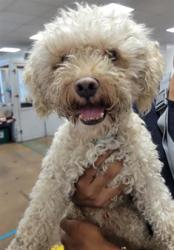 Shelter Stray Male Dog last seen , 14409 Vanowen St, Van Nuys, CA 91405, USA