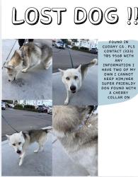 Found/Stray Female Dog last seen The dog is in downey shelter I have her booking info., Cudahy, CA 90201