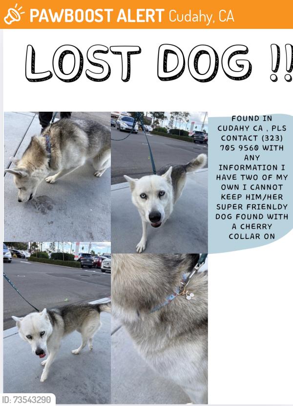 Found/Stray Female Dog last seen The dog is in downey shelter I have her booking info., Cudahy, CA 90201