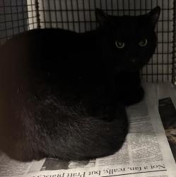 Shelter Stray Male Cat last seen , 14409 Vanowen St, Van Nuys, CA 91405, USA