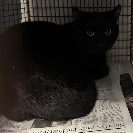 Shelter Stray Male Cat last seen , 14409 Vanowen St, Van Nuys, CA 91405, USA