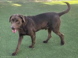 Shelter Stray Male Dog last seen , 14409 Vanowen St, Van Nuys, CA 91405, USA