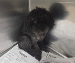 Shelter Stray Male Dog last seen , 14409 Vanowen St, Van Nuys, CA 91405, USA
