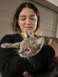 Reunited Female Cat last seen Beach Blvd/ Hillsborough park, La Habra, CA 90631