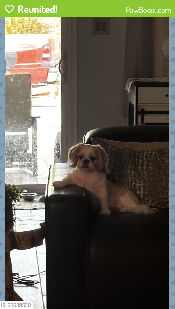 Reunited Female Dog last seen Washington and Tonopah, Las Vegas, NV 89106