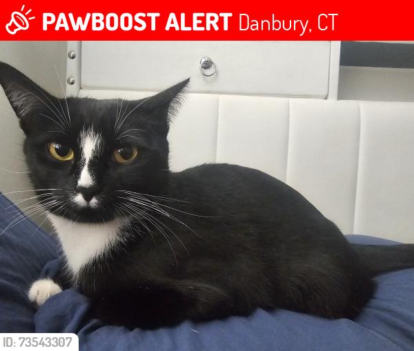 Lost Female Cat last seen Moss ave, Danbury, CT 06810