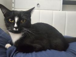 Lost Female Cat last seen Moss ave, Danbury, CT 06810