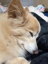 Lost Female Dog last seen Roundhill and Ridgecrest court, Virginia Beach, VA 23456