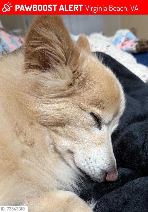 Lost Female Dog last seen Roundhill and Ridgecrest court, Virginia Beach, VA 23456