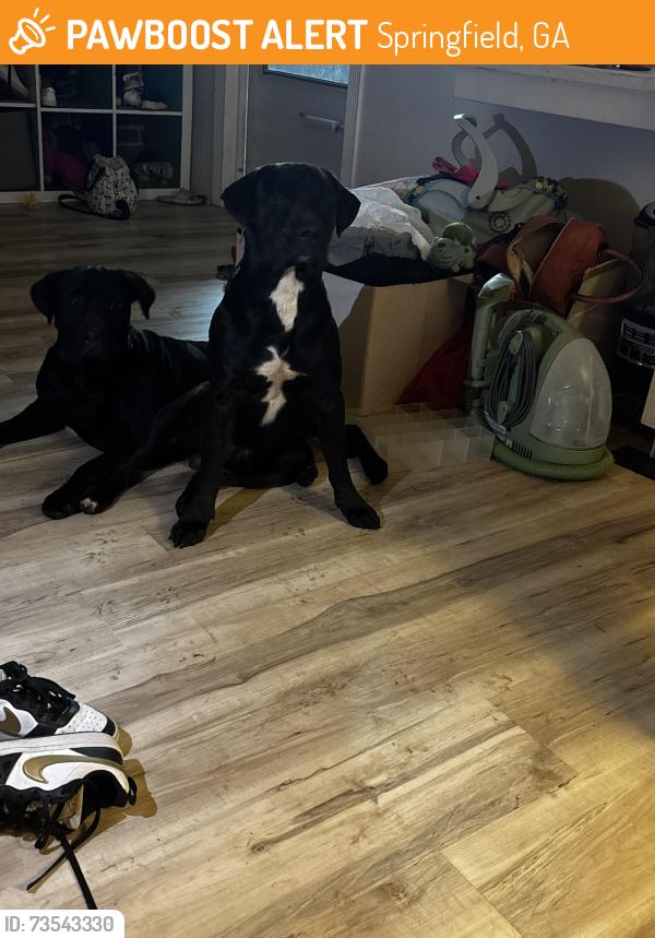 Found/Stray Female Dog last seen Near hickory street, Springfield, GA 31329
