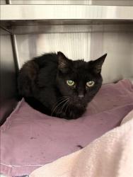 Shelter Stray Male Cat last seen , 1850 W 60th St, Los Angeles, CA 90047, USA