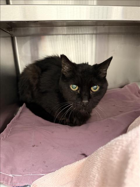 Shelter Stray Male Cat last seen , 1850 W 60th St, Los Angeles, CA 90047, USA