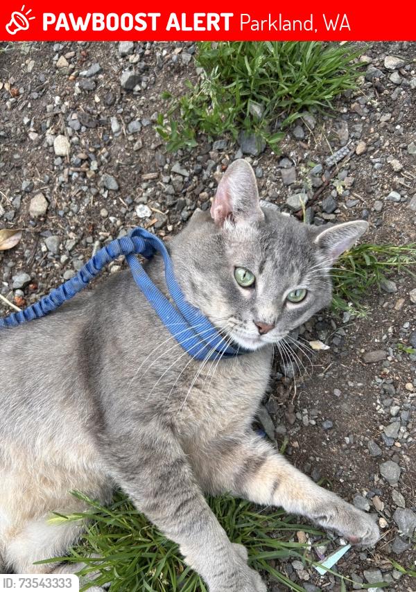 Lost Male Cat last seen Parkland, Parkland, WA 98444