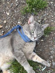 Lost Male Cat last seen Parkland, Parkland, WA 98444