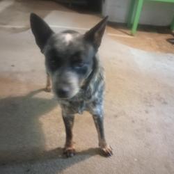 Found/Stray Male Dog last seen Douglas lake market, White Pine, TN 37890