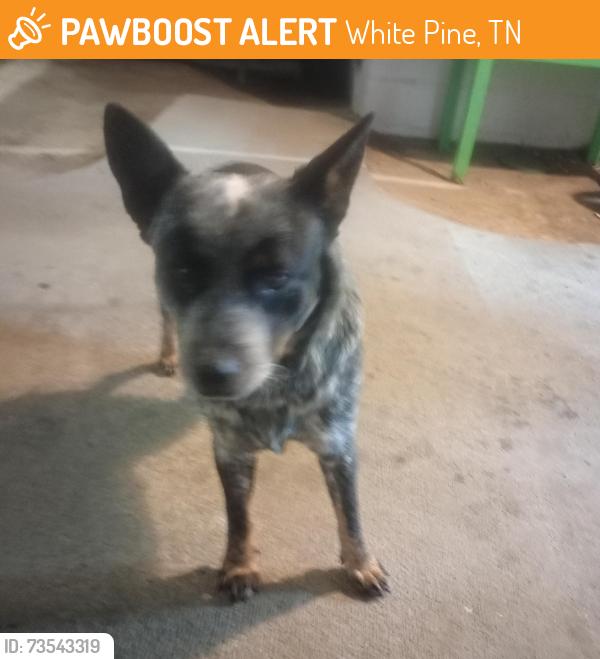 Found/Stray Male Dog last seen Douglas lake market, White Pine, TN 37890