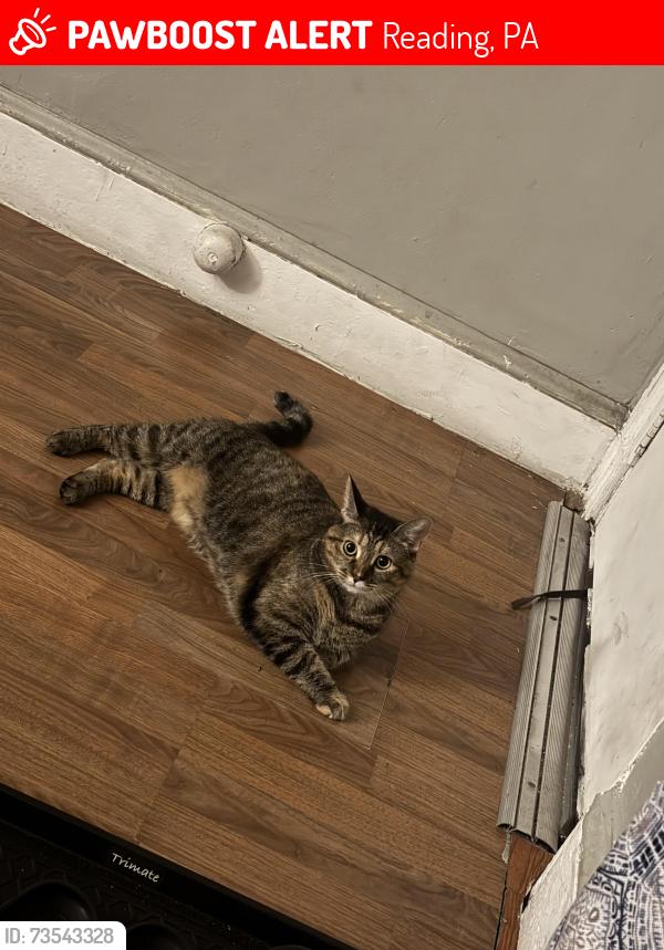 Lost Female Cat last seen S 10th st & cotton st, Reading, PA 19602