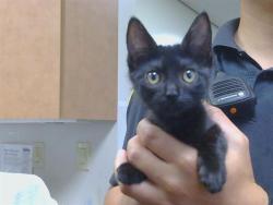 Shelter Stray Female Cat last seen WATT AVE/KINGS WAY, 95821, 3839 Bradshaw Rd, Sacramento, CA 95827, USA