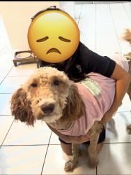 Lost Female Dog last seen Main st Simpsonville, Simpsonville, SC 29681