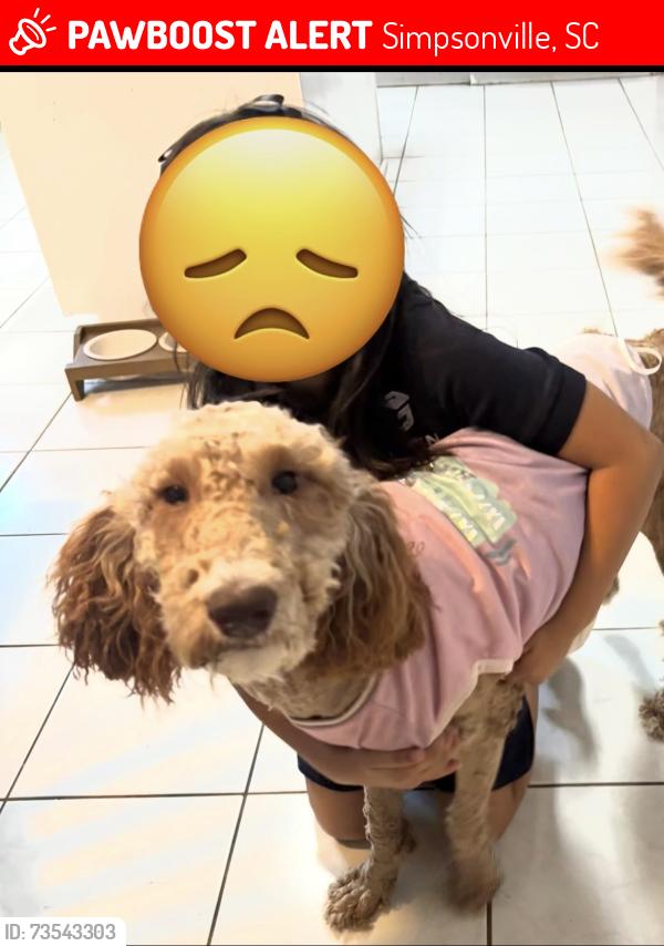 Lost Female Dog last seen Main st Simpsonville, Simpsonville, SC 29681