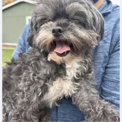 Found/Stray Male Dog last seen Quacker and My Vernon, West Pleasant View, CO 80401
