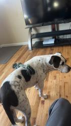 Lost Female Dog last seen Burger king/711, Denver, CO 80216