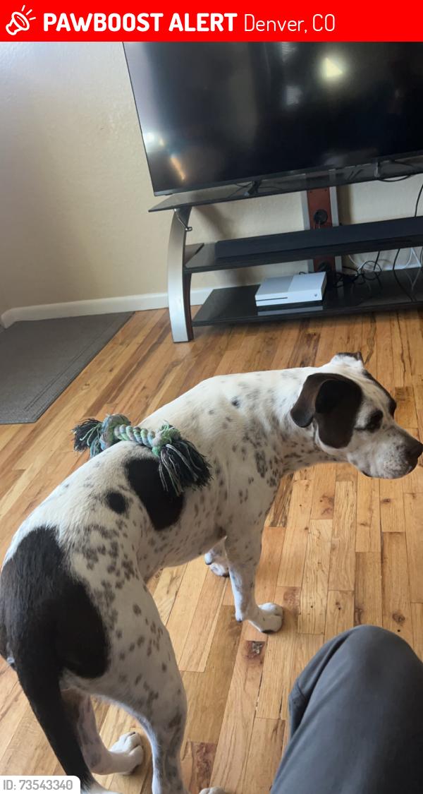 Lost Female Dog last seen Burger king/711, Denver, CO 80216