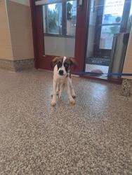 Shelter Stray Female Dog last seen Near BLOCK S INSTITUTE ST, COLORADO SPRINGS CO 80903, 610 Abbot Ln, Colorado Springs, CO 80905, USA