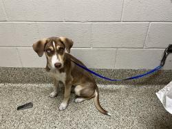 Shelter Stray Male Dog last seen Near BLOCK WABASH ST, COLORADO SPRINGS CO 80906, 610 Abbot Ln, Colorado Springs, CO 80905, USA