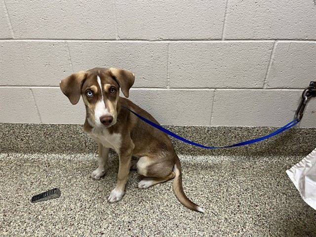 Shelter Stray Male Dog last seen Near BLOCK WABASH ST, COLORADO SPRINGS CO 80906, 610 Abbot Ln, Colorado Springs, CO 80905, USA