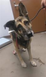 Shelter Stray Male Dog last seen 27TH AVE AND VAN BUREN ST, 2500 S 27th Ave, Phoenix, AZ 85009, USA
