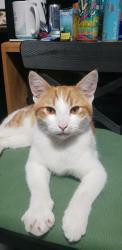 Found/Stray Male Cat last seen King est park, Oakland, CA 94605