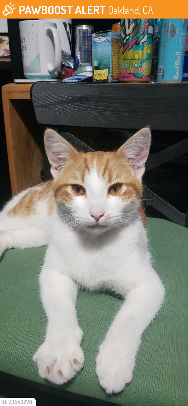 Found/Stray Male Cat last seen King est park, Oakland, CA 94605